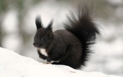Desktop image. Animals. ID:65422