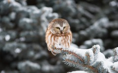 Desktop image. Animals. ID:65424