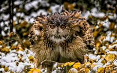 Desktop image. Animals. ID:65425