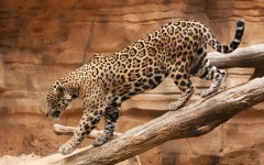 Desktop image. Animals. ID:65426