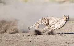 Desktop image. Animals. ID:65427