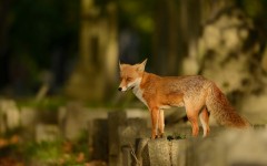 Desktop image. Animals. ID:65428