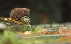 Desktop image. Animals. ID:65429