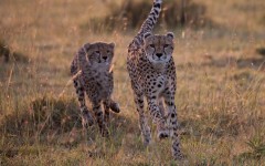 Desktop image. Animals. ID:65430