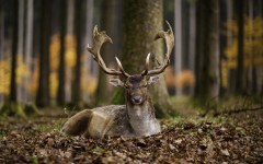 Desktop image. Animals. ID:65431