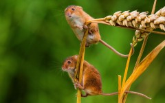 Desktop image. Animals. ID:65432
