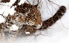 Desktop image. Animals. ID:65433