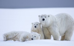 Desktop image. Animals. ID:65434