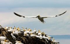 Desktop image. Animals. ID:65435