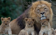 Desktop image. Animals. ID:65436
