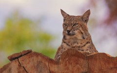 Desktop image. Animals. ID:65437