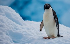 Desktop image. Animals. ID:65438