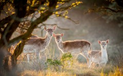 Desktop image. Animals. ID:65440