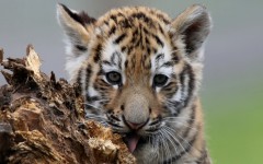 Desktop image. Animals. ID:65441