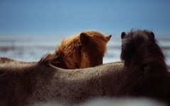 Desktop image. Animals. ID:65442