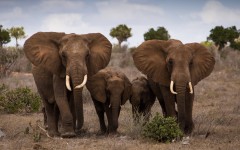 Desktop image. Animals. ID:65443