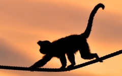 Desktop image. Animals. ID:65444