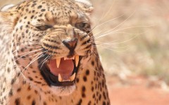 Desktop image. Animals. ID:65445