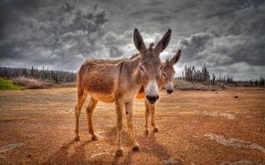 Desktop image. Animals. ID:65446
