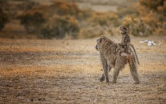 Desktop image. Animals. ID:65447