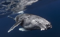 Desktop image. Animals. ID:65448
