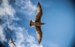 Desktop image. Animals. ID:65449