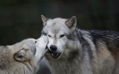 Desktop image. Animals. ID:65450