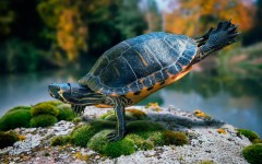 Desktop image. Animals. ID:65452