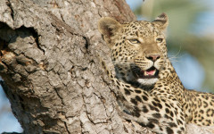 Desktop image. Animals. ID:65453