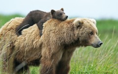 Desktop image. Animals. ID:65454