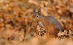 Desktop image. Animals. ID:65455