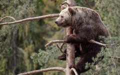 Desktop image. Animals. ID:65456