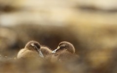 Desktop image. Animals. ID:65457