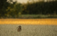 Desktop image. Animals. ID:65458