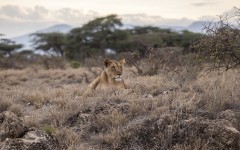 Desktop image. Animals. ID:65460