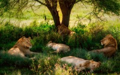 Desktop image. Animals. ID:65461