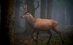 Desktop image. Animals. ID:65462
