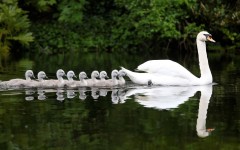 Desktop image. Animals. ID:65464