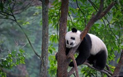 Desktop image. Animals. ID:65465