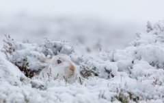 Desktop image. Animals. ID:65466