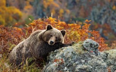 Desktop image. Animals. ID:65469