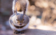 Desktop image. Animals. ID:65470