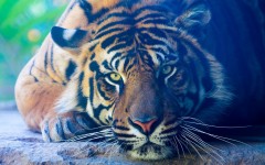 Desktop image. Animals. ID:65471