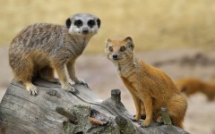 Desktop image. Animals. ID:65472