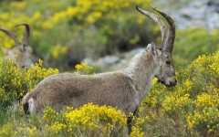 Desktop image. Animals. ID:65473