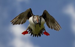 Desktop image. Animals. ID:65474