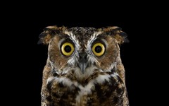 Desktop image. Animals. ID:65475