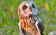 Desktop image. Animals. ID:65476