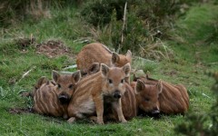 Desktop image. Animals. ID:65477