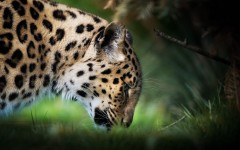 Desktop image. Animals. ID:65478